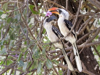 コジロウ コジロウ Gigi jersey void /Wave of Sand - KOZABURO online store