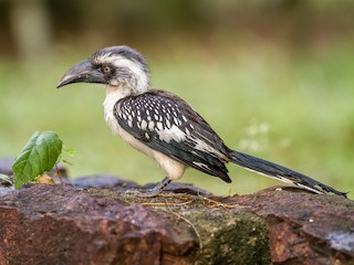 アビシニアコサイチョウ - eBird