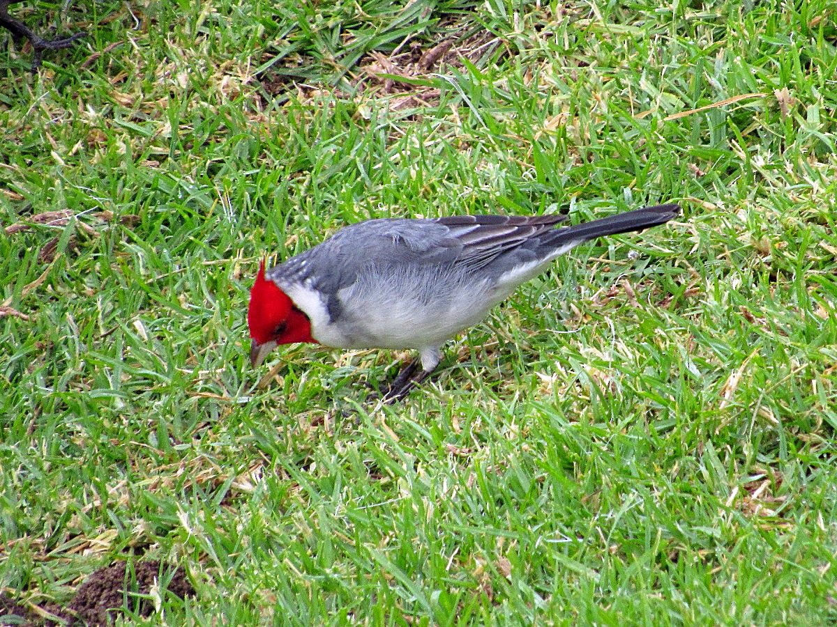 Red-crested Cardinal - ML245269331