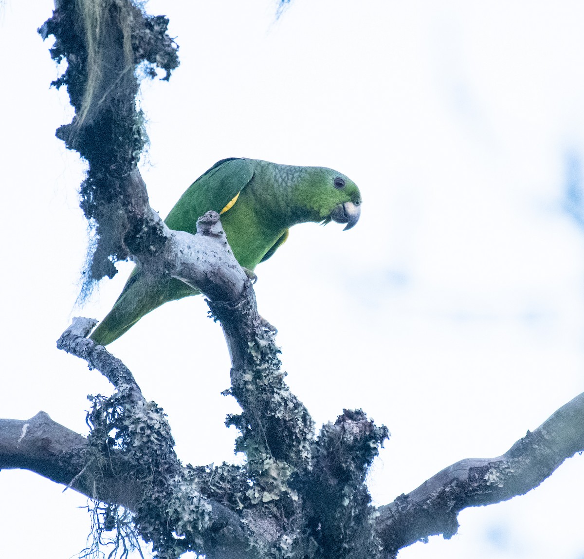 Scaly-naped Parrot - ML245269411