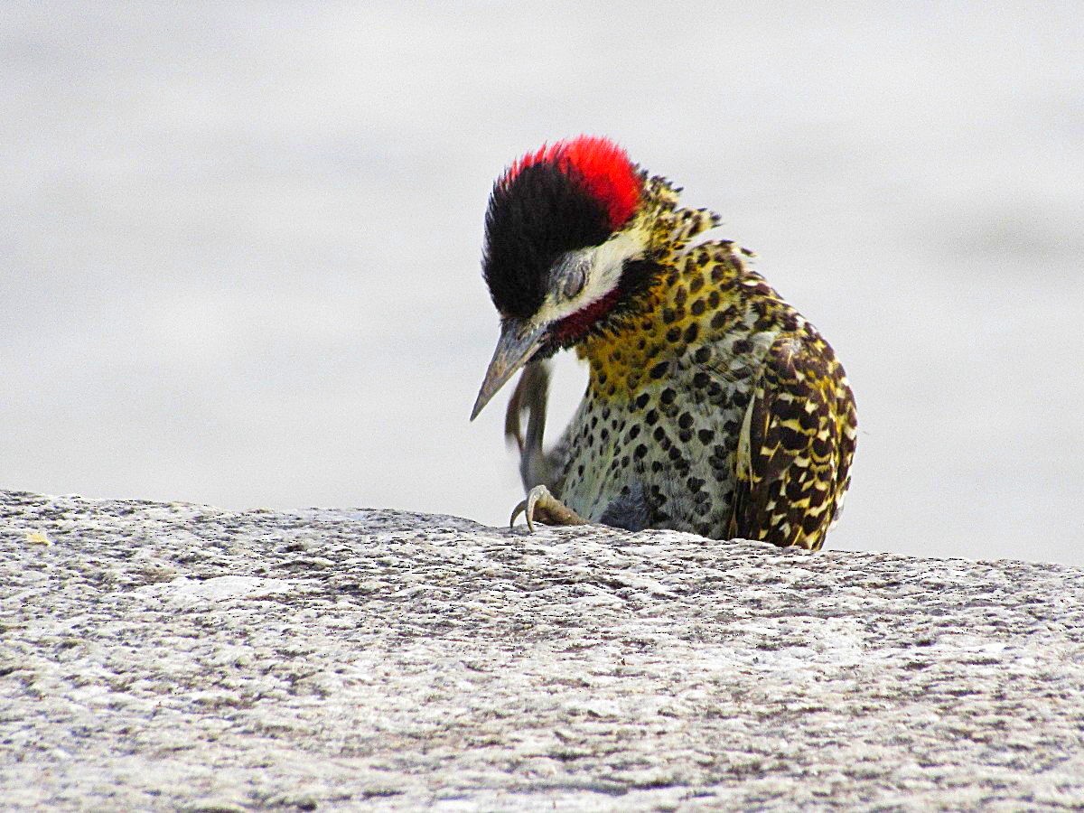 Green-barred Woodpecker - ML245270391