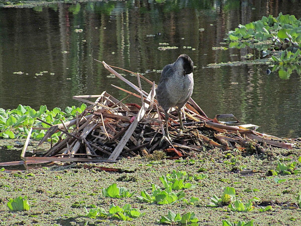 Red-fronted Coot - ML245270721