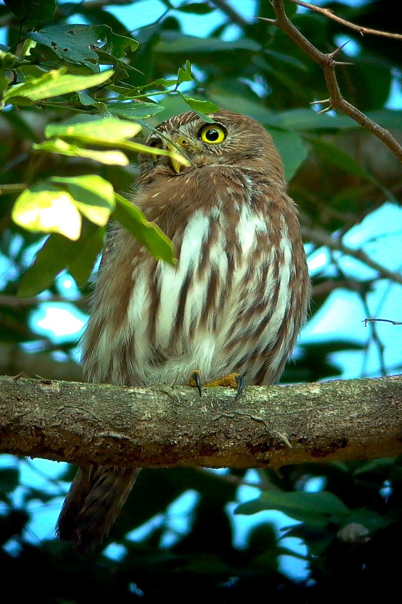 Ferruginous Pygmy-Owl - ML24527081