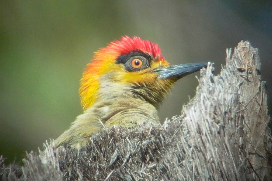 Golden-cheeked Woodpecker - ML24527101