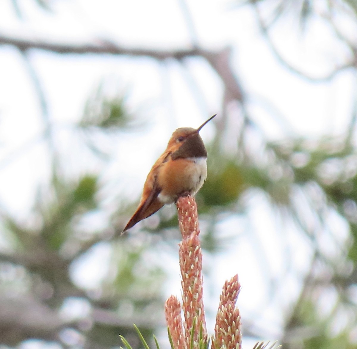 Rufous Hummingbird - ML245272061