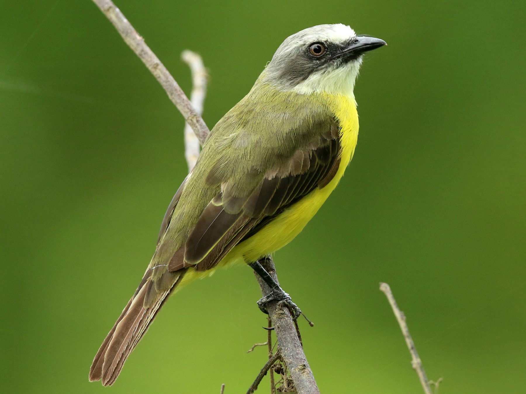 Bem Te Vi De Cabeca Cinza Ebird