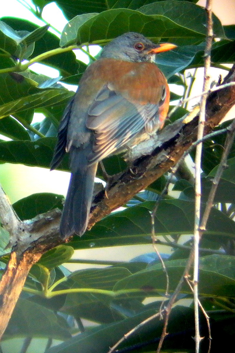 Rufous-backed Robin - Grace Oliver