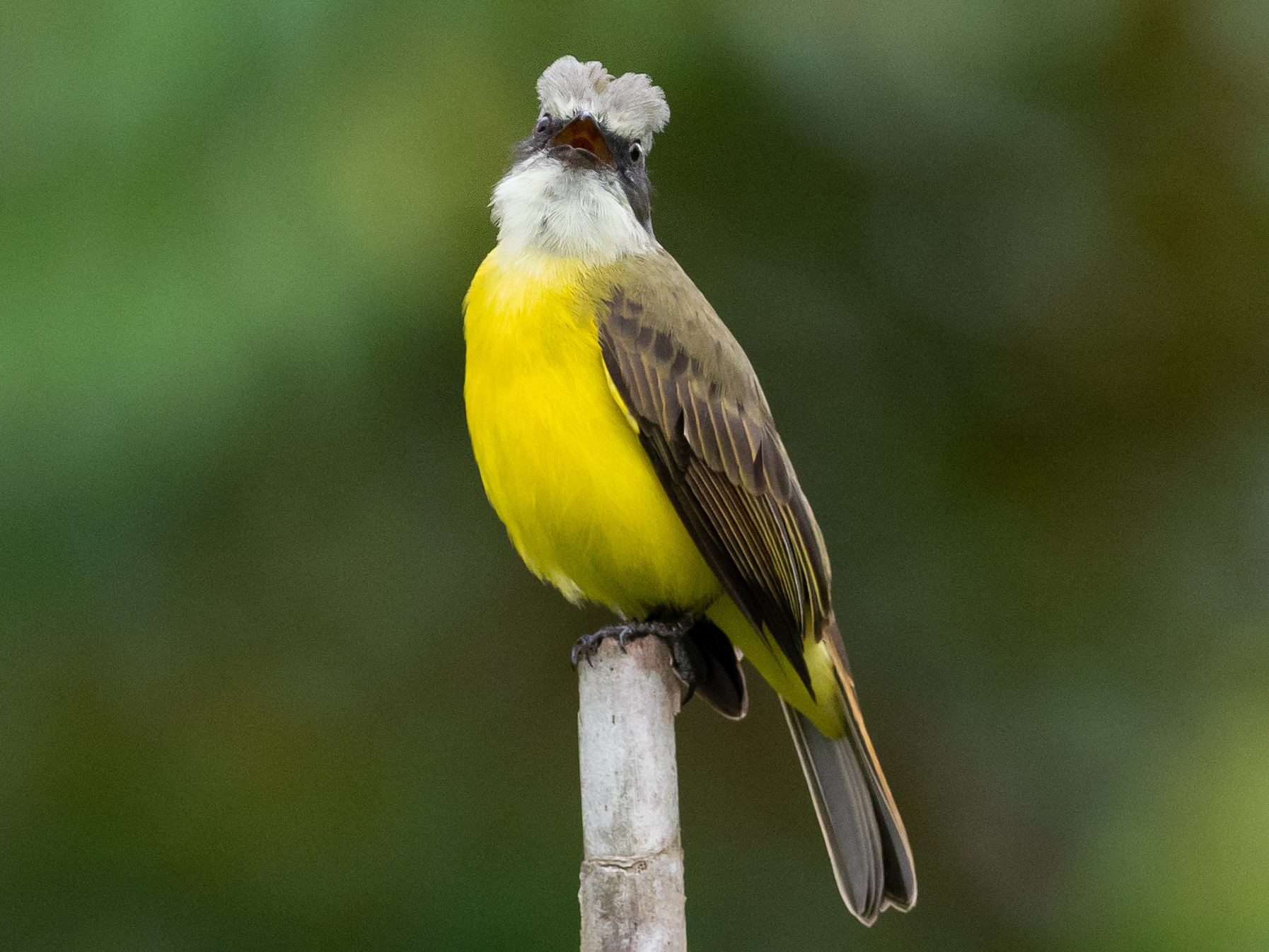 Bem Te Vi De Cabeca Cinza Ebird