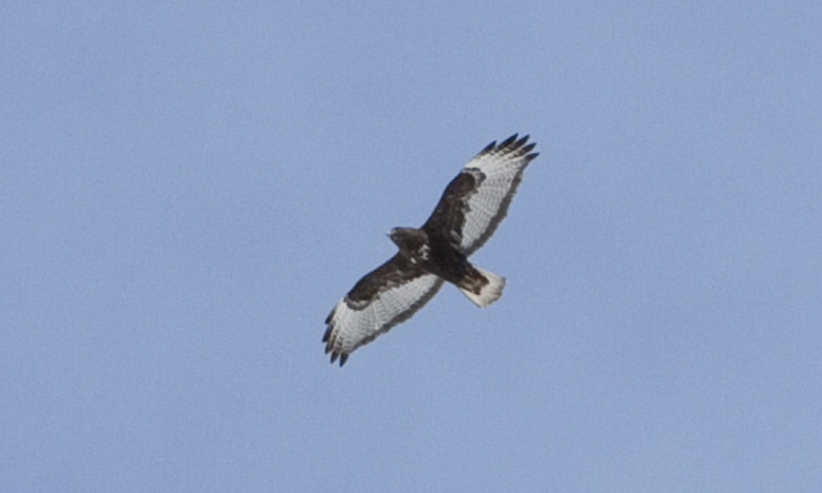 Red-tailed Hawk (Harlan's) - ML245272781