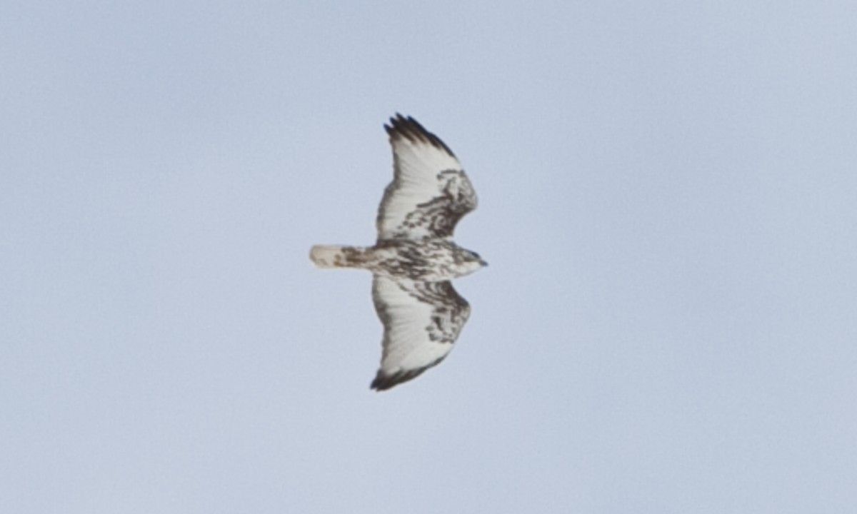 Red-tailed Hawk (Harlan's) - ML245272791