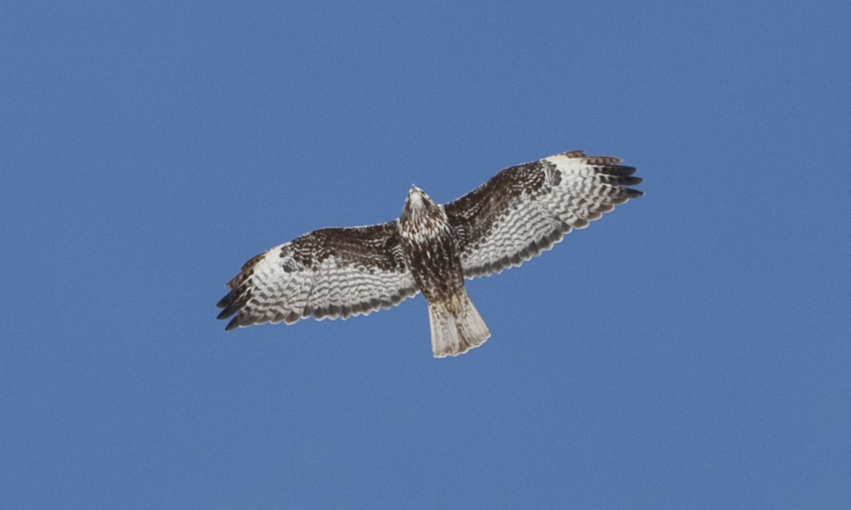 Red-tailed Hawk (Harlan's) - ML245272801