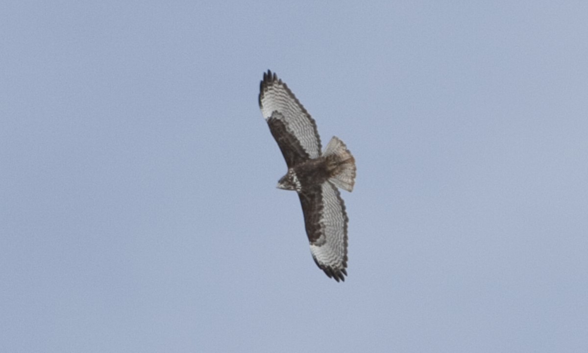 Red-tailed Hawk (Harlan's) - ML245272811