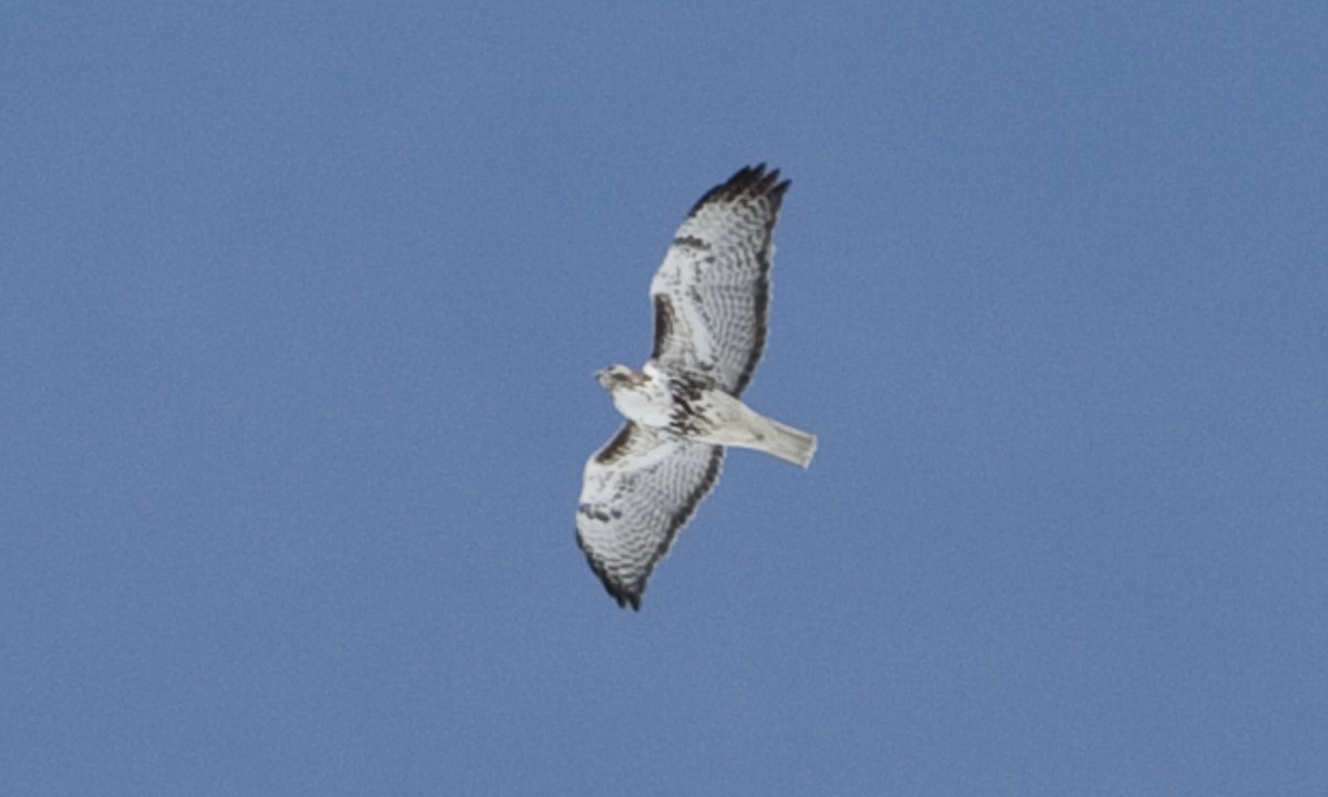 Red-tailed Hawk (Harlan's) - ML245272831