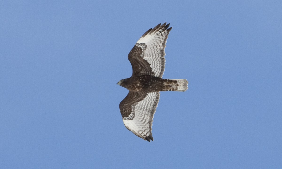 Red-tailed Hawk (Harlan's) - ML245272841