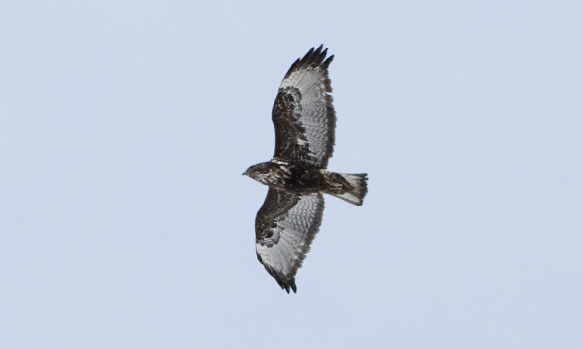 Red-tailed Hawk (Harlan's) - ML245272901