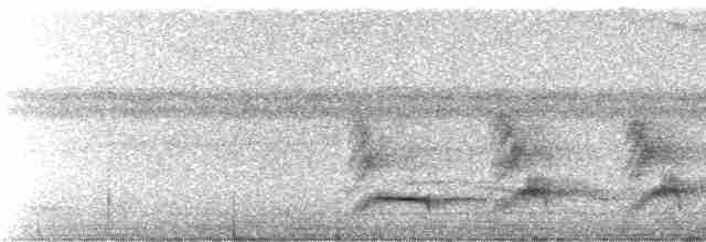 White-necked Thrush (Gray-flanked) - ML245273
