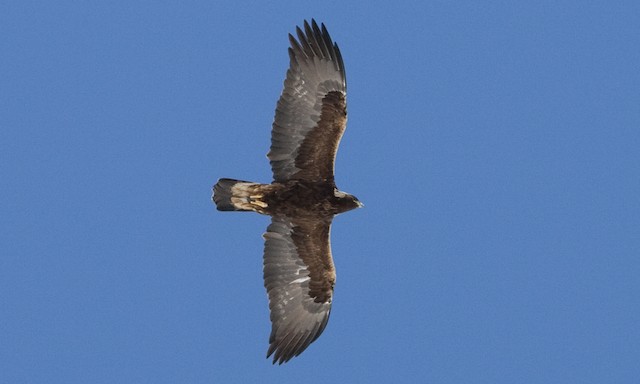 Fourth-year on spring migration - Golden Eagle - 