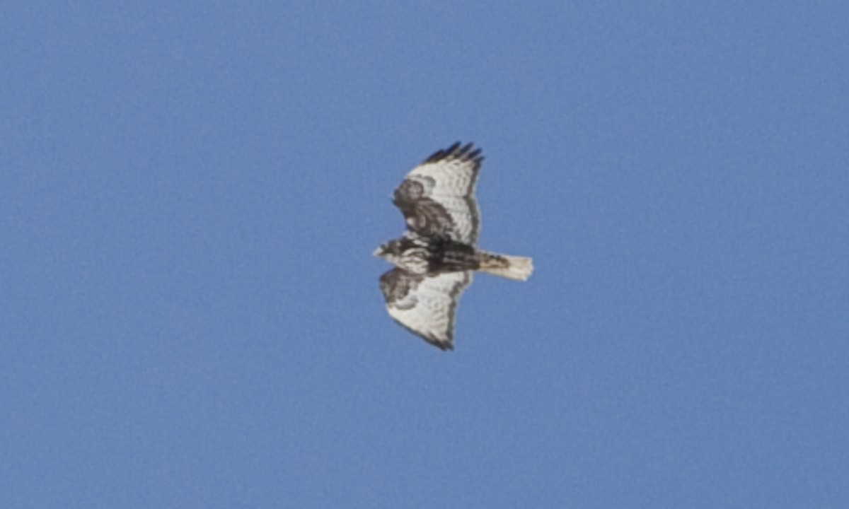 Red-tailed Hawk (Harlan's) - ML245274411