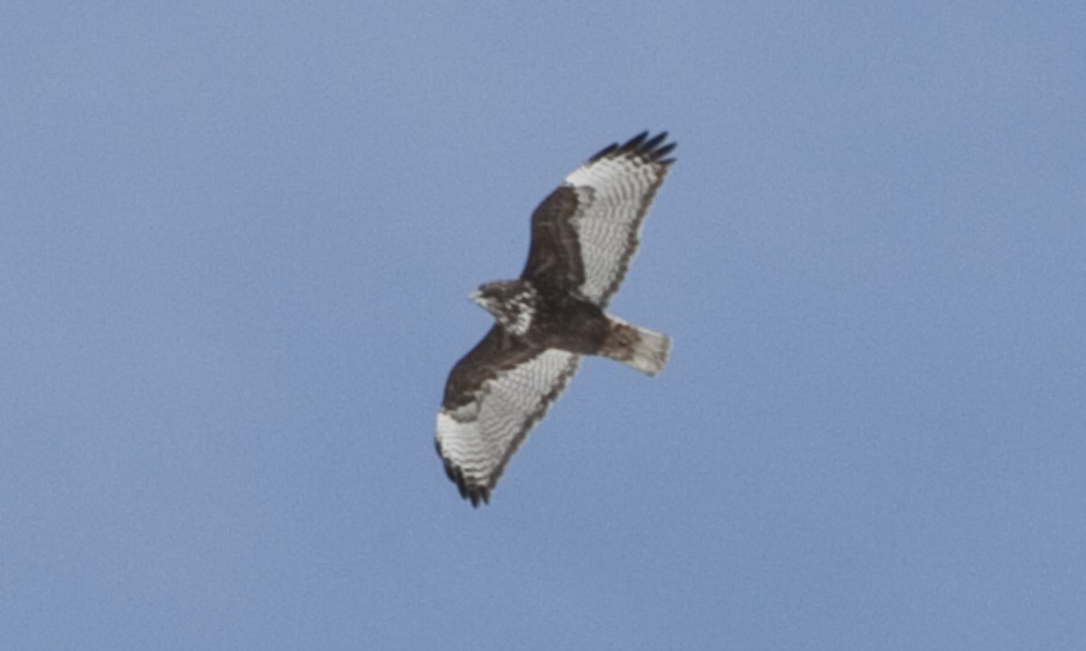 Red-tailed Hawk (Harlan's) - ML245274421
