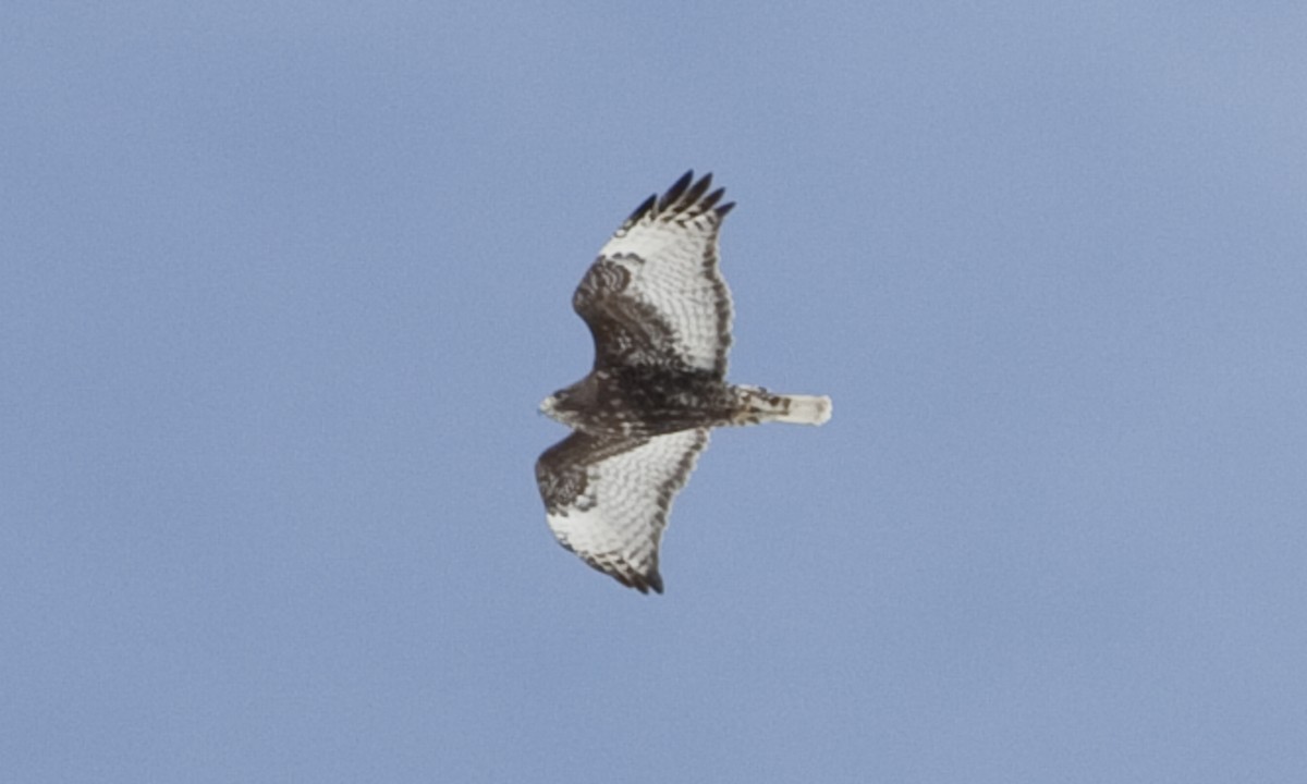 Red-tailed Hawk (Harlan's) - ML245274431