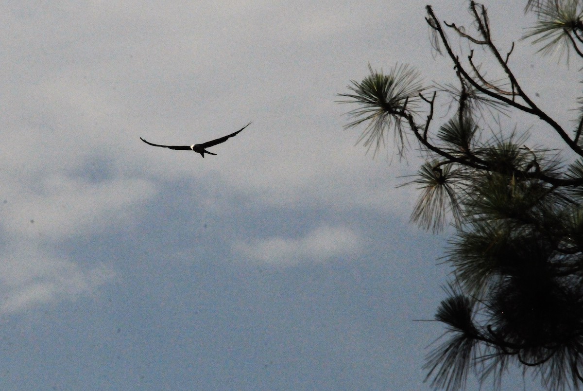 Swallow-tailed Kite - ML245274761