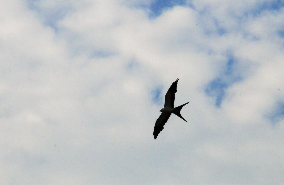Swallow-tailed Kite - ML245274831