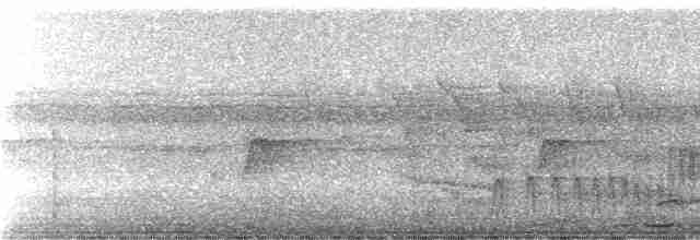 Batılı Çizgili Pufkuşu - ML245275