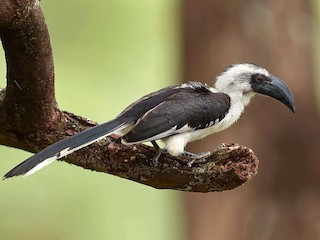 チョウトウ ゴページ セグロコサイチョウ - eBird