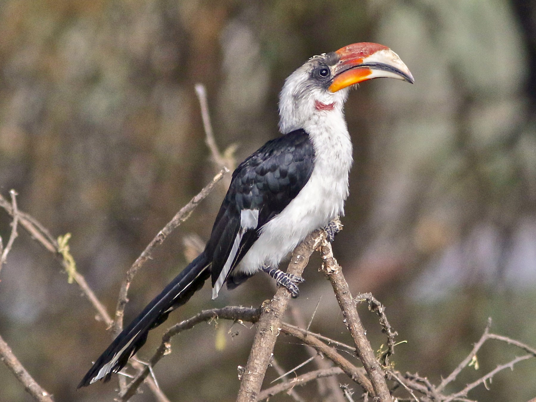 Von Der Deckens Hornbill Ebird 