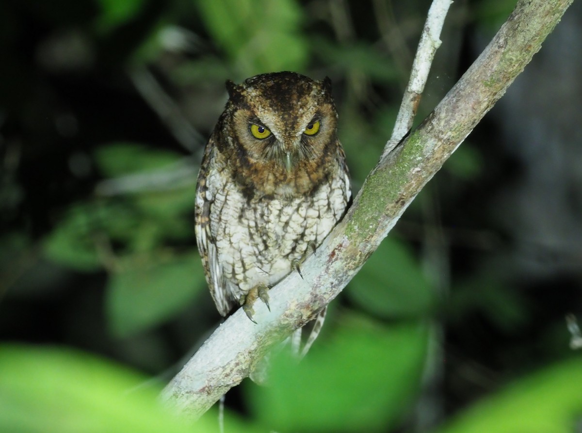 Black-capped Screech-Owl - ML245275931