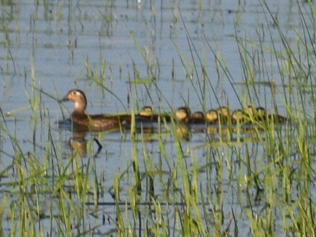 Wood Duck - ML245275961