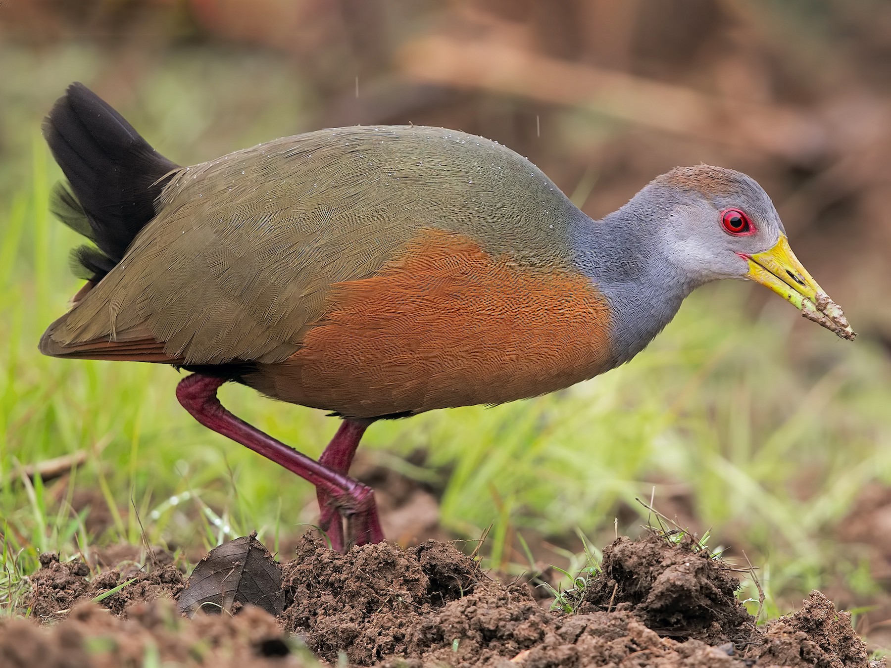 Gray-cowled Wood-Rail - Marco Valentini