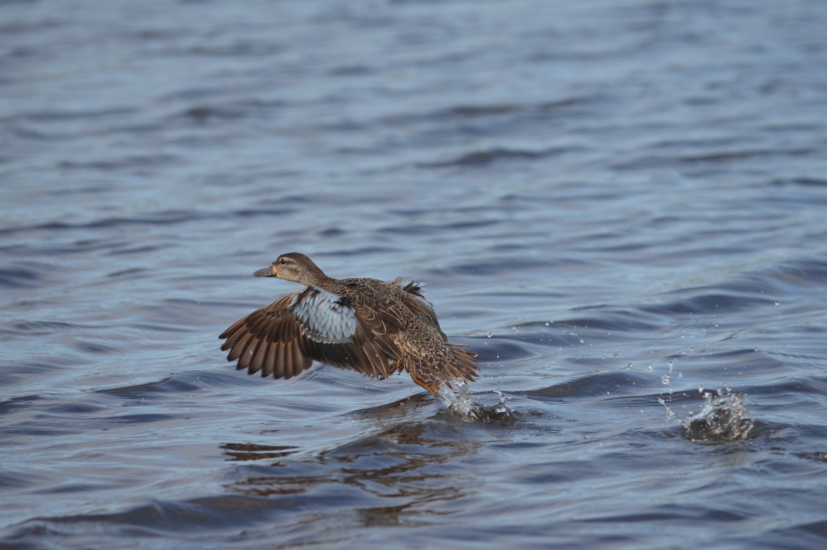 Blue-winged Teal - ML245279081