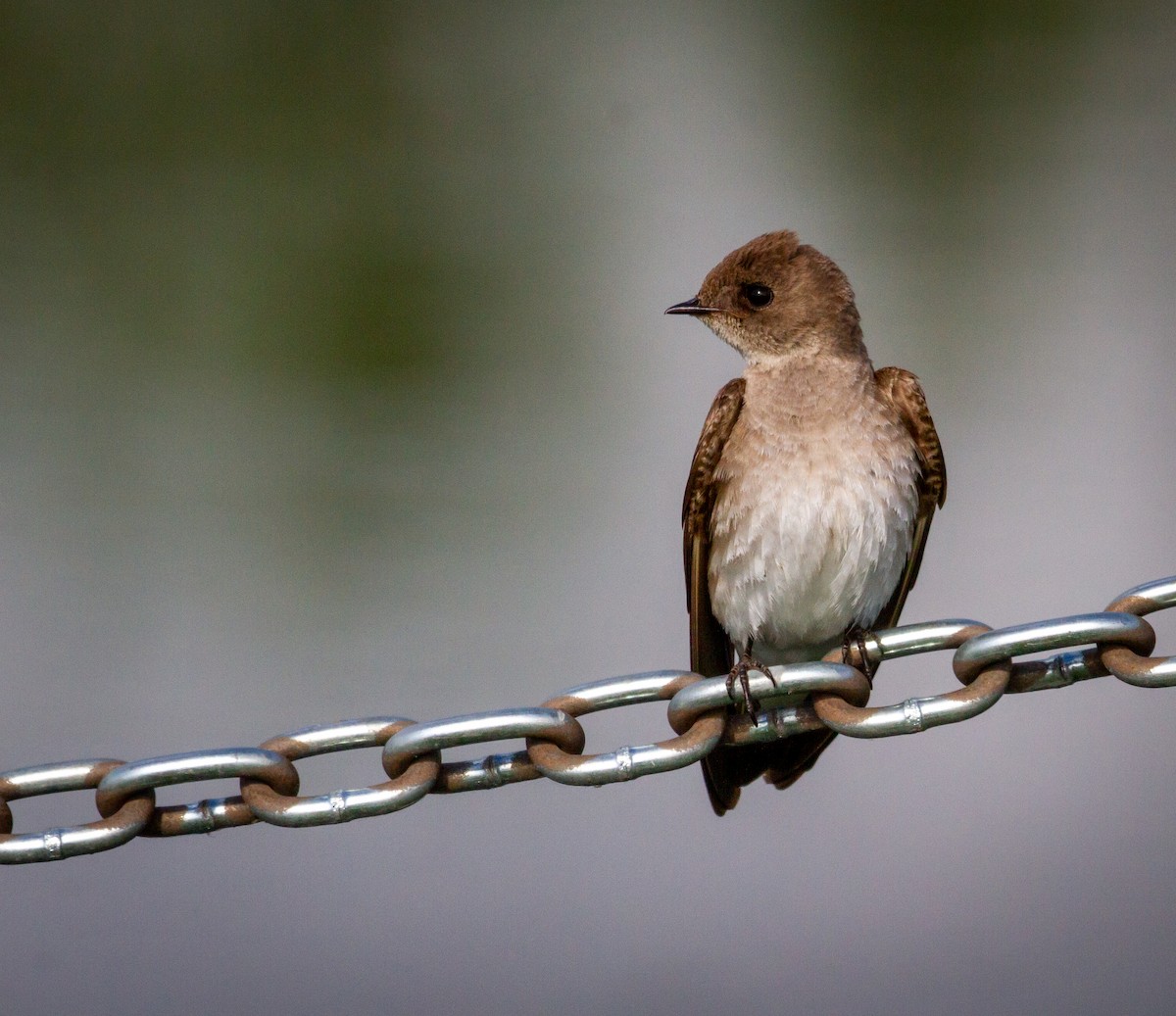 Northern Rough-winged Swallow - ML245279811