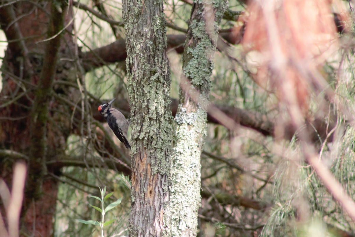 Hairy Woodpecker - ML245281361