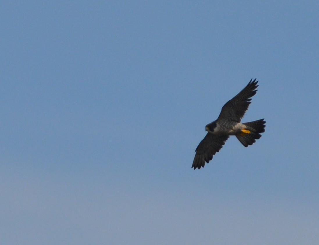 Peregrine Falcon (Tundra) - ML245282471