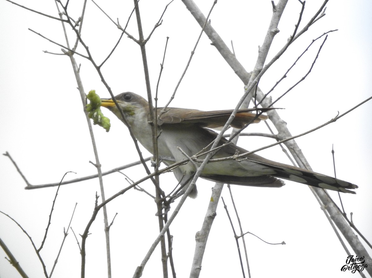 Yellow-billed Cuckoo - Jairo Ortigoza del Angel
