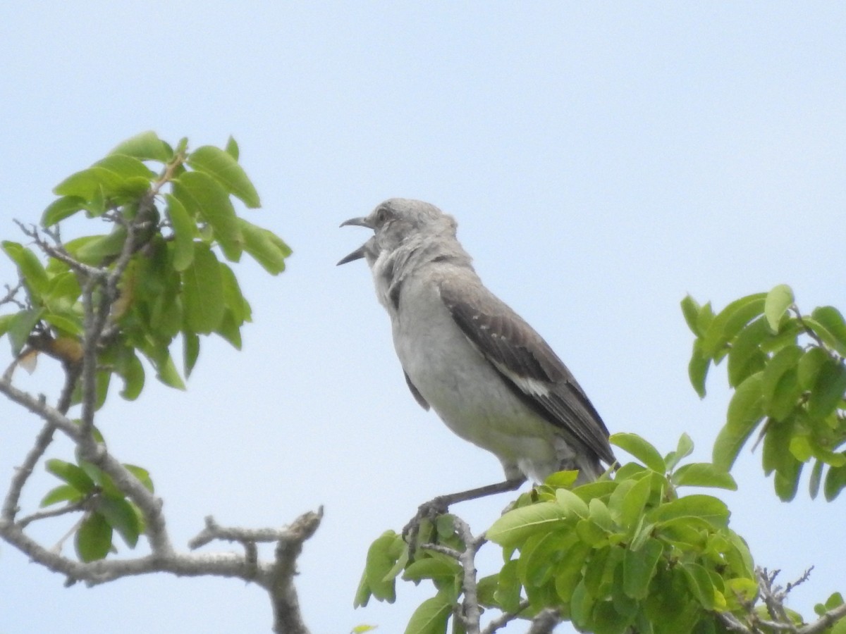 Northern Mockingbird - Jairo Ortigoza del Angel