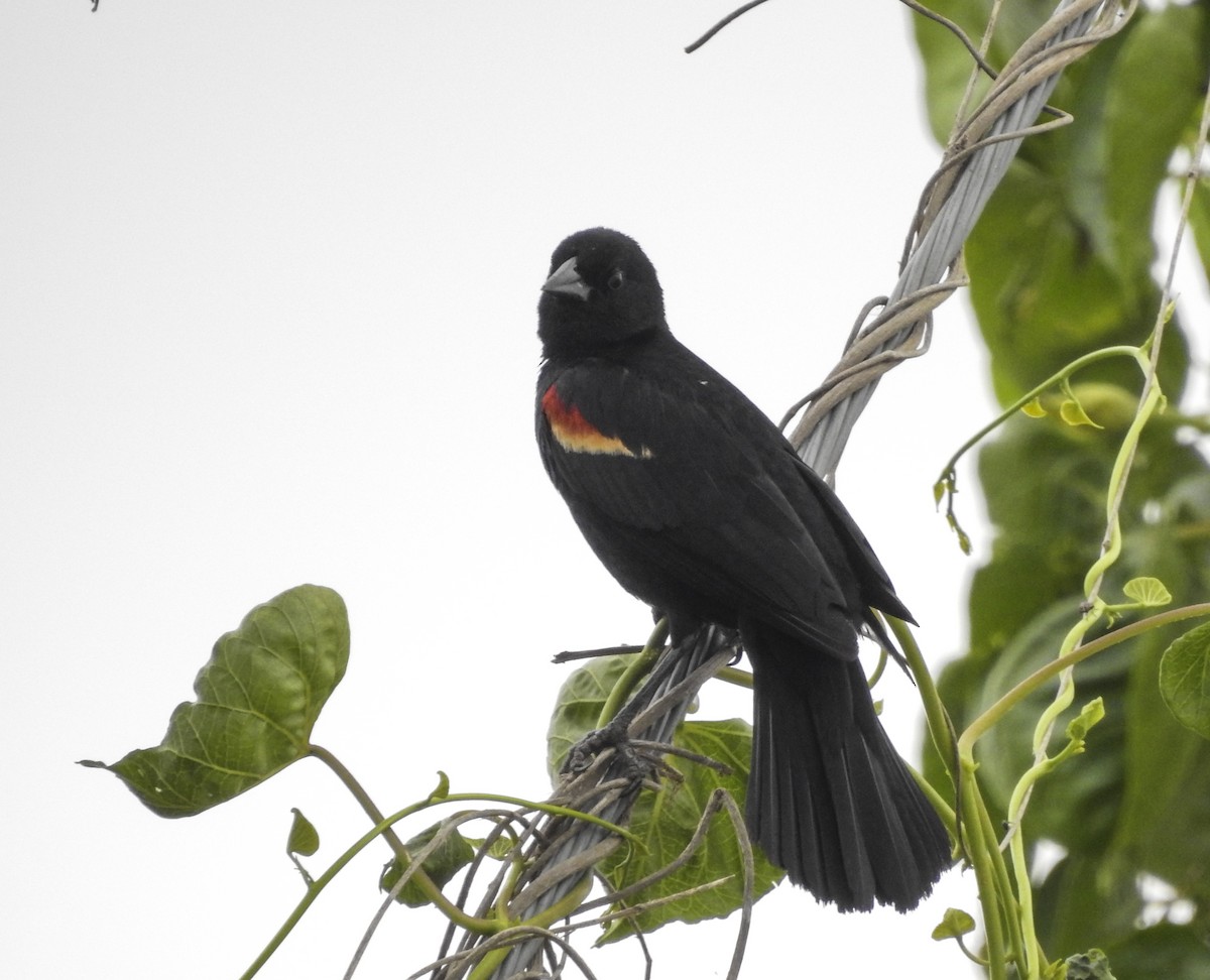 Red-winged Blackbird - Jairo Ortigoza del Angel