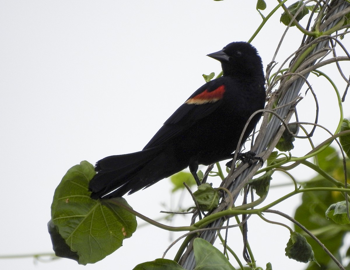 Red-winged Blackbird - ML245283681