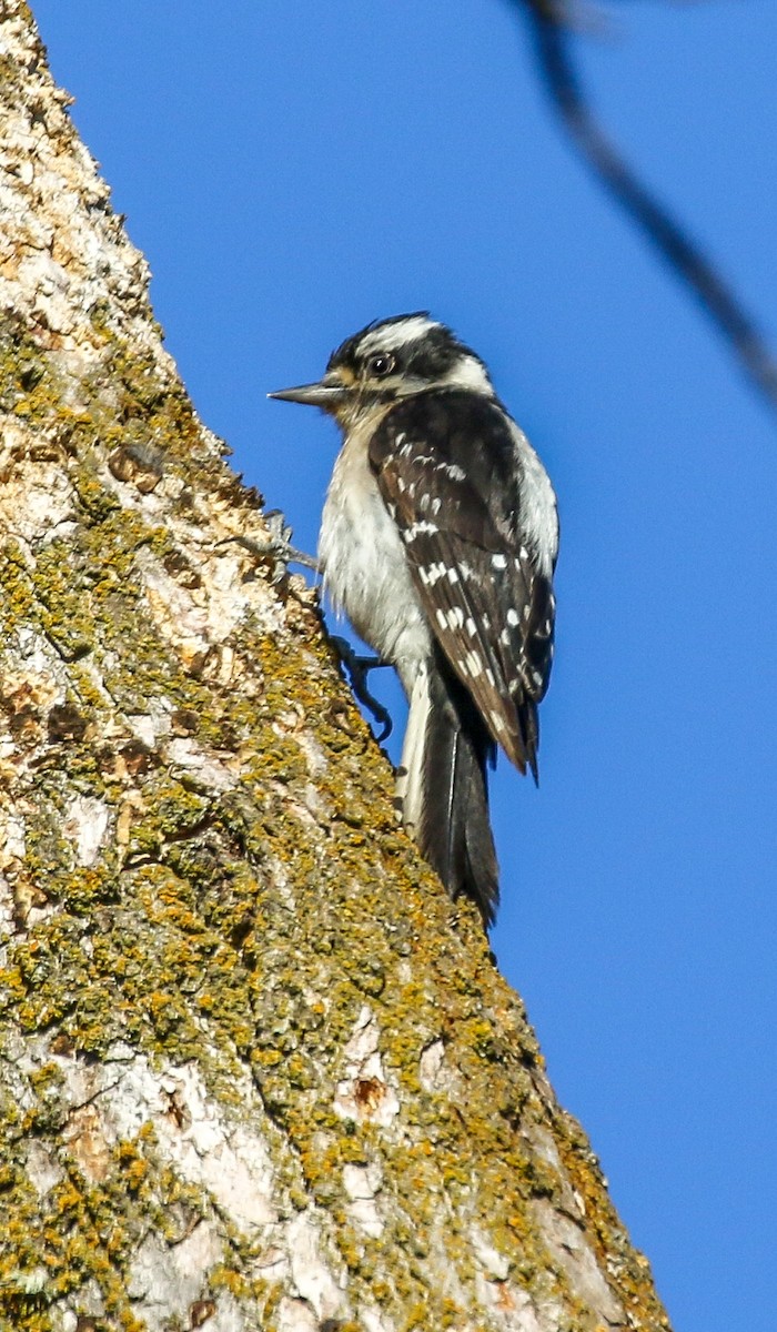 Downy Woodpecker - ML245284701