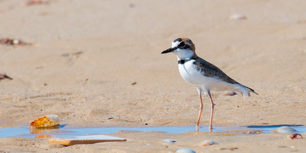 Collared Plover - ML245289111