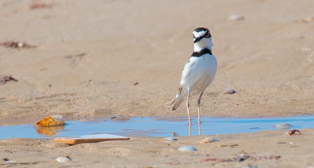 Collared Plover - ML245289121