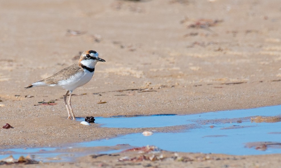 Collared Plover - ML245289131