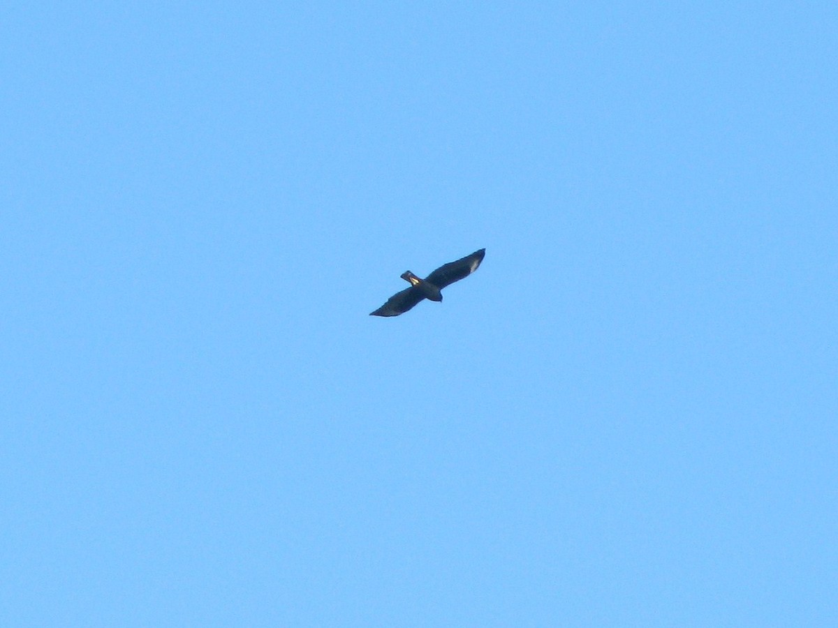 Short-tailed Hawk - ML24528971