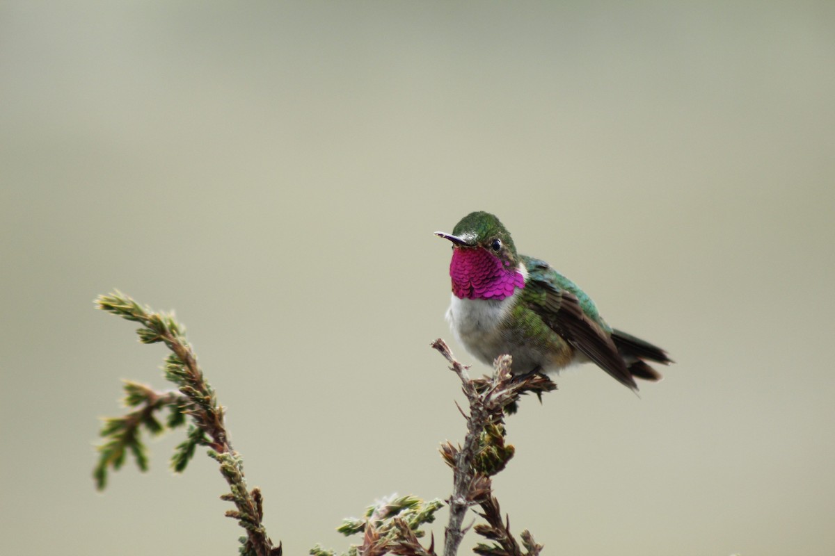 Broad-tailed Hummingbird - ML245289741