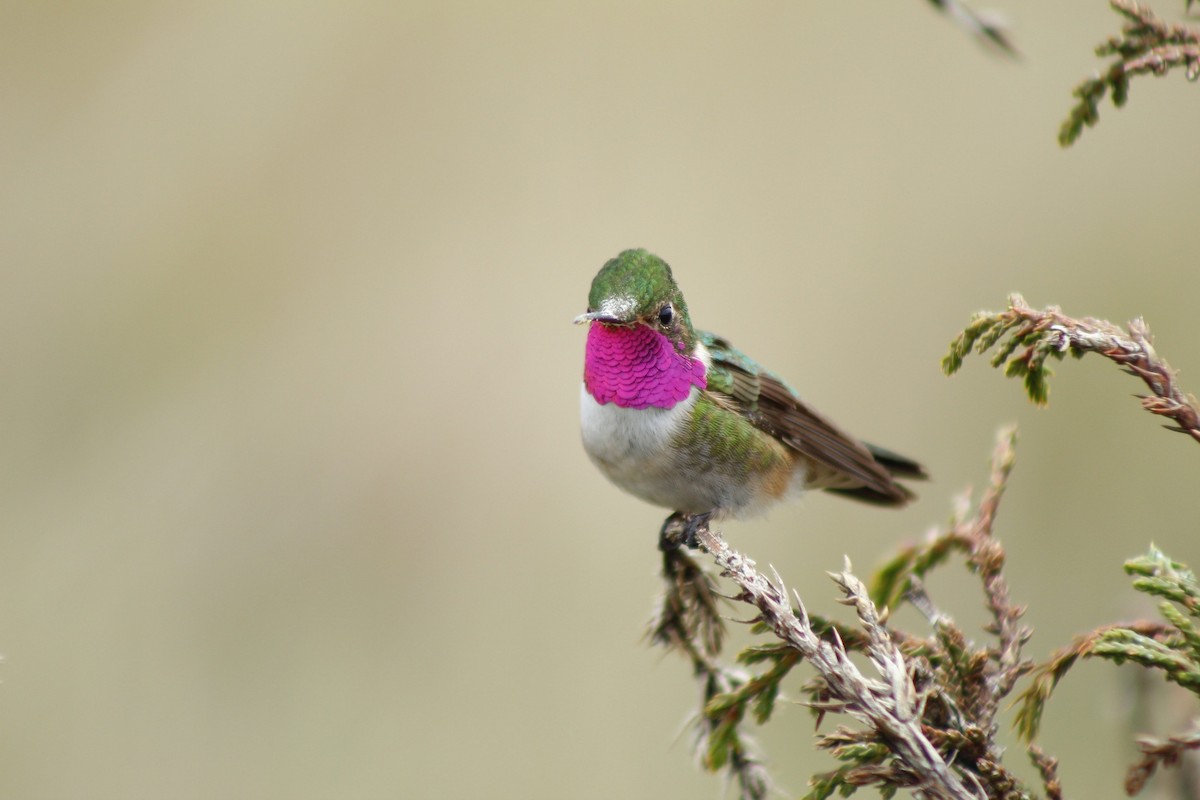 Broad-tailed Hummingbird - ML245289801