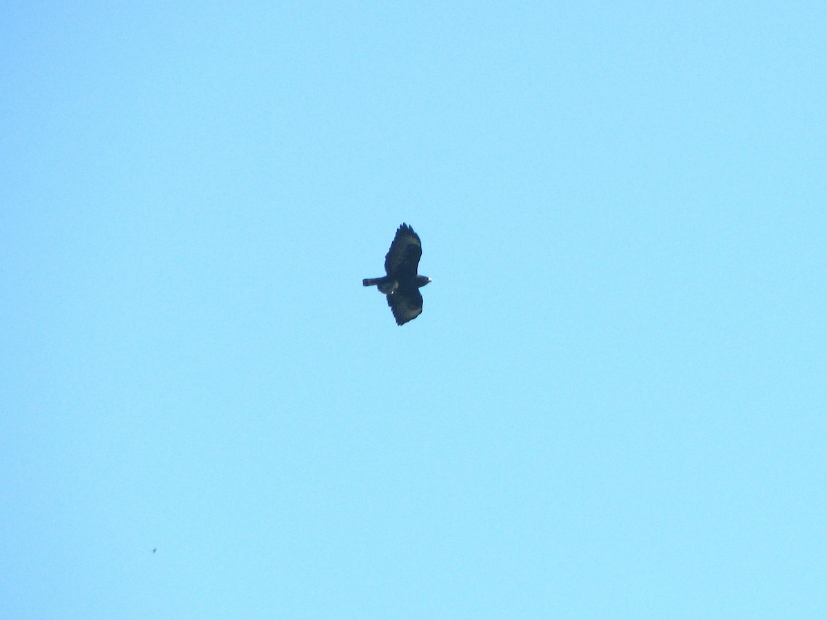 Short-tailed Hawk - ML24529001