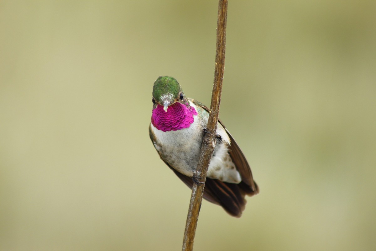 Broad-tailed Hummingbird - ML245290031