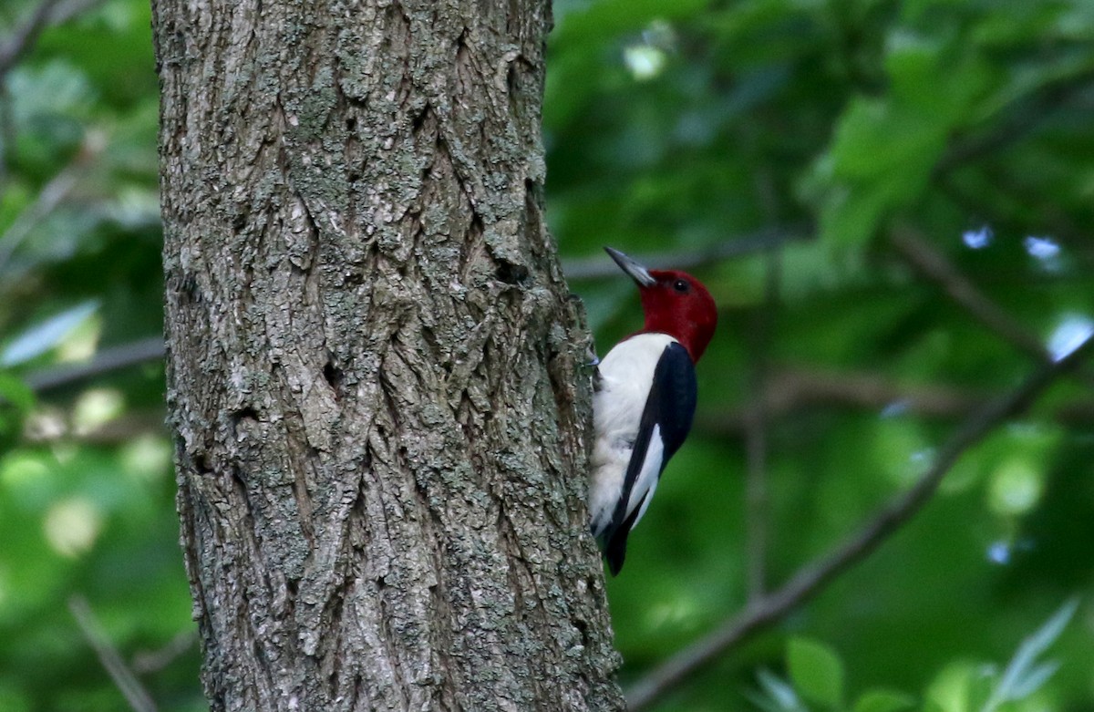 Red-headed Woodpecker - ML245291251